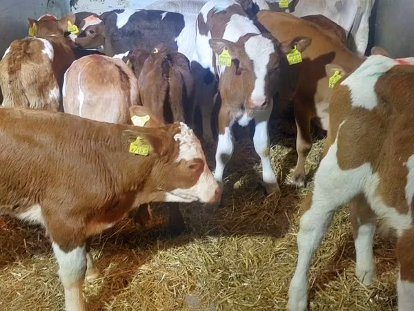 Banteng, Simmental cattle