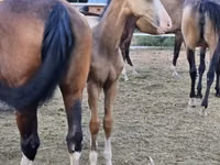 Kuda jantan, Akhal-Teke — foto 4