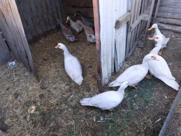 Ducks