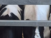 雄牛, Russian Black pied cattle — 写真 3