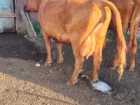 गाय, कल्मिक नस्ल — फ़ोटो 5