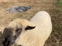 Widder, Hampshire sheep — Foto 1