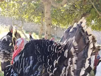 Bronce — foto 2