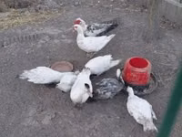 Ducks — photo 1