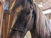 حصان, Palomino — الصورة 4