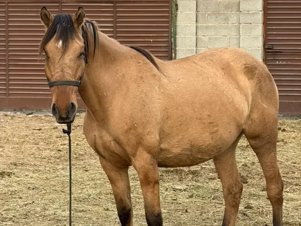 Yegua, Kyrgyz Horse