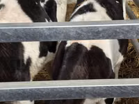 雄牛, Russian Black pied cattle — 写真 5