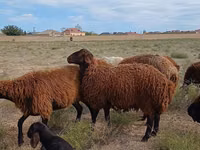 Carnero, Karakul sheep — foto 4