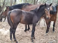 Caballos (lote, sexo no especificado), Karachay horse — foto 6