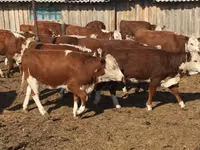 公牛, Galloway cow — 照片 6