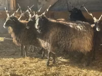 Sheep, Racka sheep — photo 2