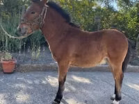 Kuda jantan, Welsh Cob — foto 1