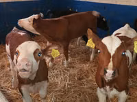 Rinder (Partie, Geschlecht nicht angegeben), Simmental cattle — Foto 4