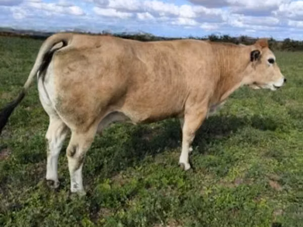 公牛, Partenaise cattle