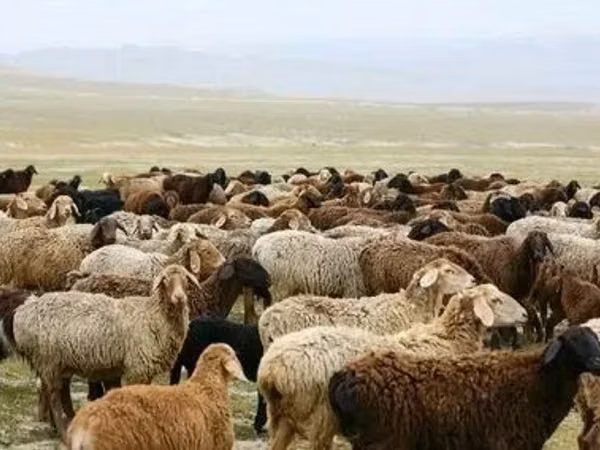 Domba jantan, Sheep