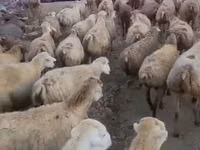 Domba betina, Daglıс sheep — foto 2