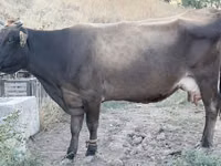 Vaca, Ganado vacuno — foto 1