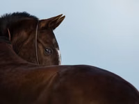 Stute, Akhal-Teke — Foto 1