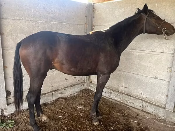 雌馬, Friesian sport horse