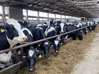 Sapi, Holstein breed — foto 4