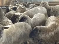 Ram, White Suffolk sheep — photo 2