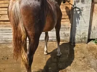 Jument, Chevaux — photo 1