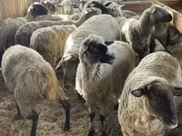 Ram, White Suffolk sheep — photo 1