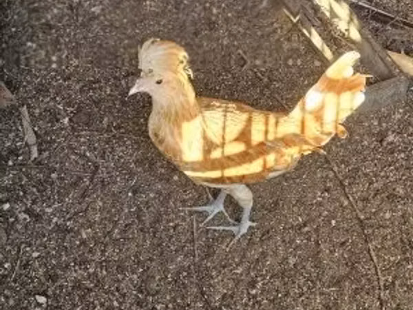 パドヴァーナ