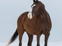Stute, Akhal-Teke — Foto 7