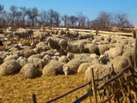 Oveja, Ovejas — foto 2