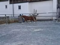 حصان, Welsh Cob — الصورة 4