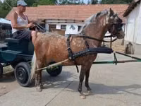 Jument, Berber horse — photo 1