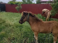Jument, Australian Pony — photo 3