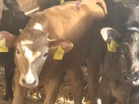 Bovinos (lote, sexo no especificado), Simmental cattle — foto 5