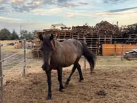 Cheval, Hucul pony — photo 1