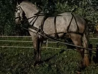 Caballo, Lipizzaner — foto 6