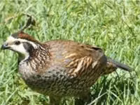 King Quail — photo 1