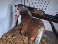 Jument, Berber horse — photo 2