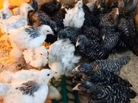 Chickens — photo 6