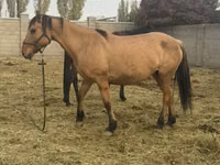 Yegua, Kyrgyz Horse — foto 3