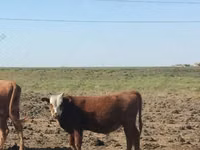 Banteng, Kalmyk breed — foto 2