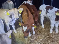 Banteng, Simmental cattle — foto 5