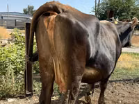 Vaca, Ganado vacuno — foto 3