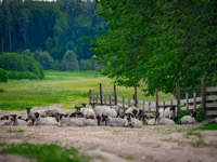 雄羊, Romanov sheep — 写真 1
