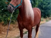 حصان, Noriker — الصورة 3