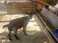 Ziege, Czech Brown Shorthaired goats — Foto 3