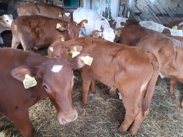Banteng, Simmental cattle