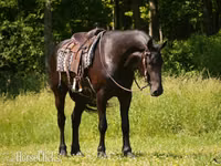 Caballo, Friesian — foto 4