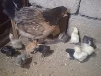 Chickens — الصورة 2