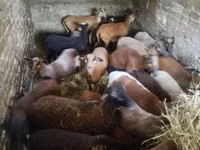 Sheep, Cameroon sheep — photo 6